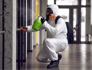 Mould Remediation